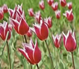 Floricultura em Campo Limpo Paulista